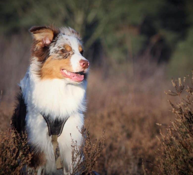 A Red Merle Australian Shepherd having its fur blown by the wind
