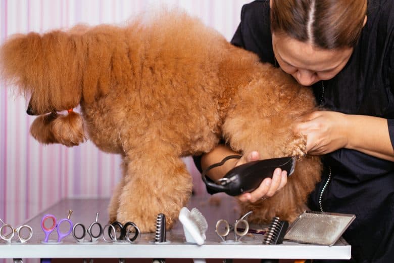 A red Miniature Poodle being professionally groomed