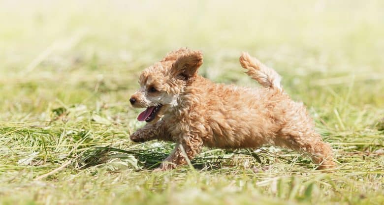 Red Poodle puppy playing on the field