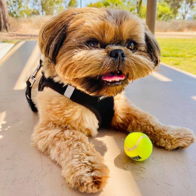 Red Shih Tzu dog playing a tennis ball