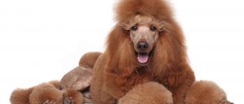 a red Standard Poodle portrait laying down