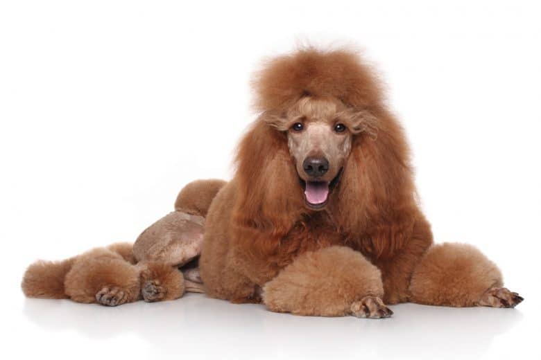 A red Standard Poodle portrait laying down