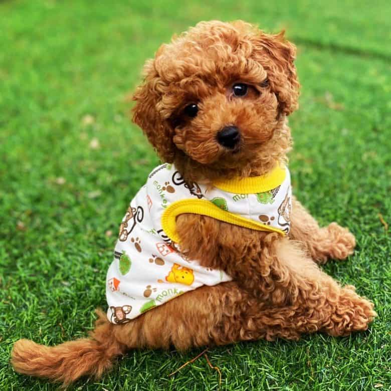 A red Toy Poodle puppy wearing a vest while sitting on grass