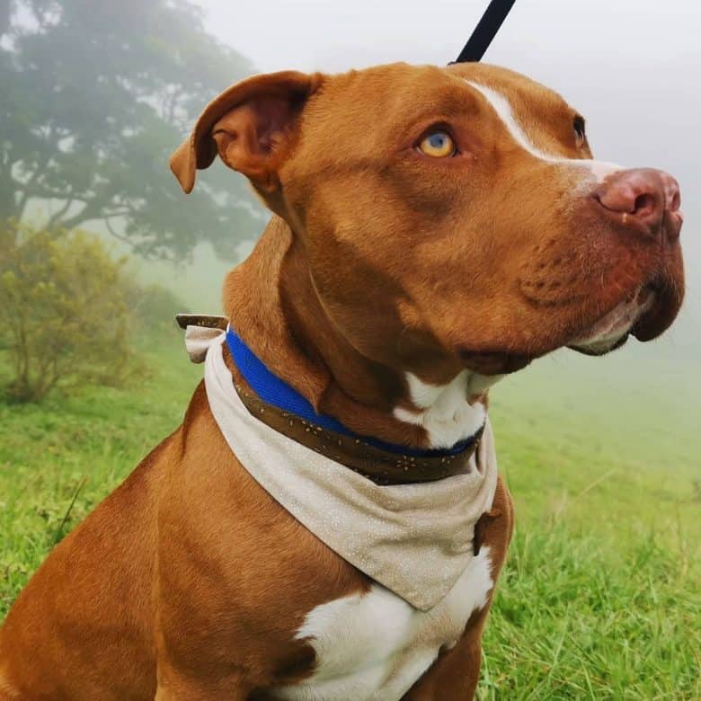 Rednose Pitbull dog portrait