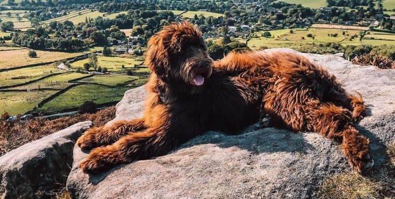 A Newfiepoo relaxing on the rocks
