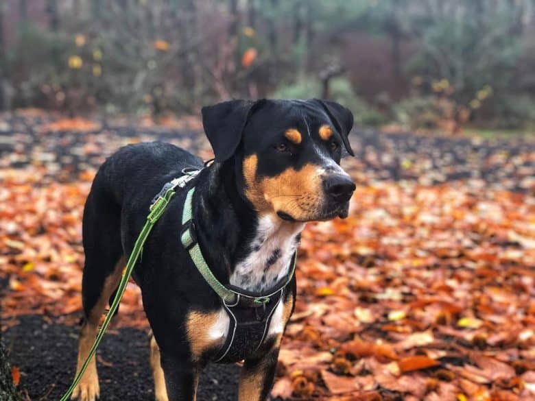 Rottweiler and Pit Bull mix dog