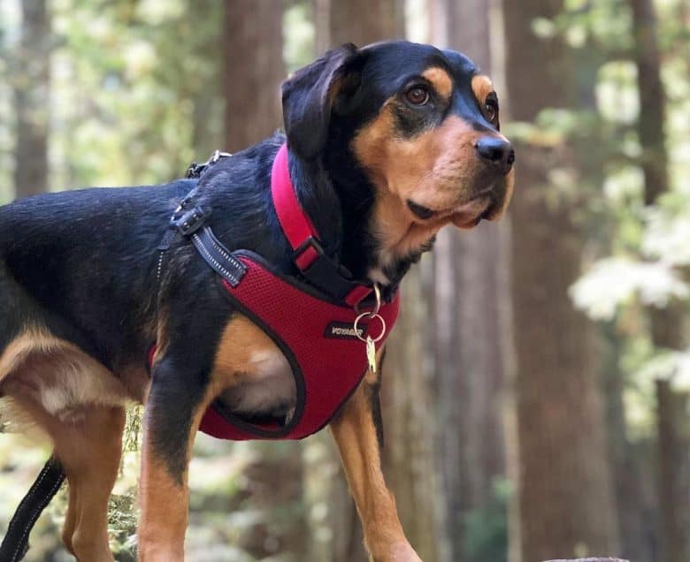Portrait of Rottweiler Beagle mix dog in the forest