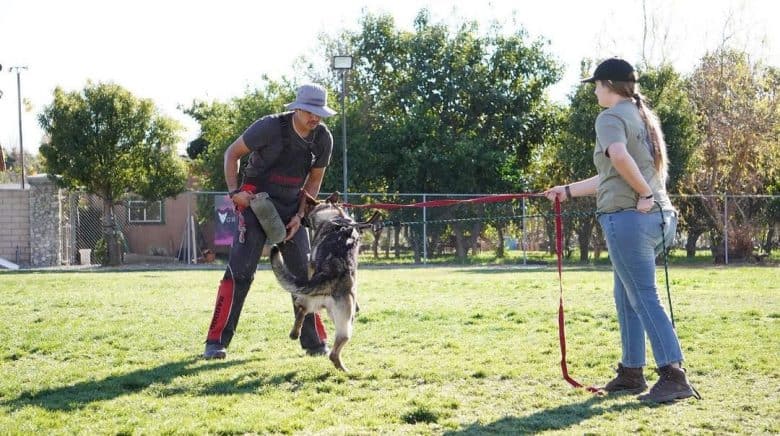 Rottweiler dog in a protection training session