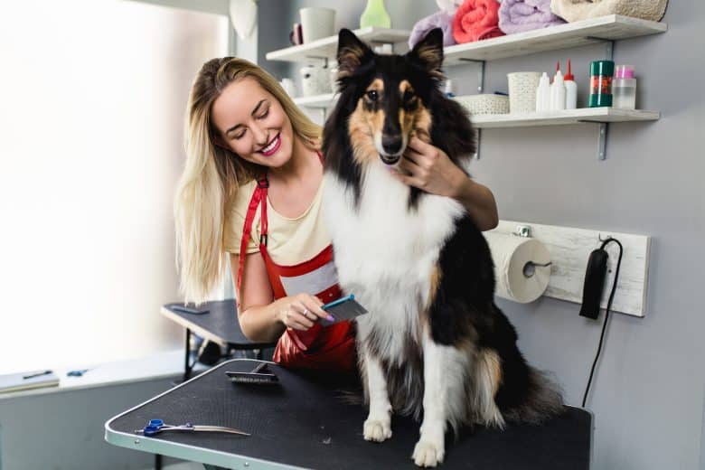 A female groomer brushing a Rough Collie dog