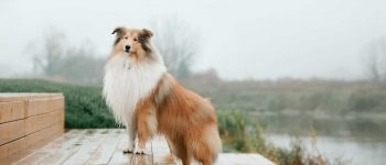 a Rough Collie standing on steps on a rainy day