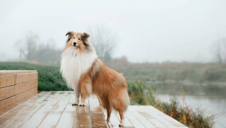 A Rough Collie standing on steps on a rainy day