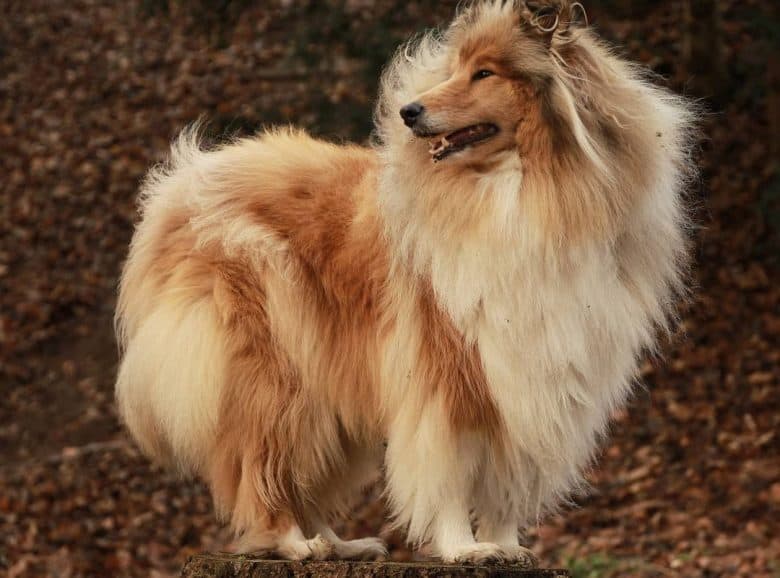 A Rough Collie standing on tree stomp while the wind is blowing its coat
