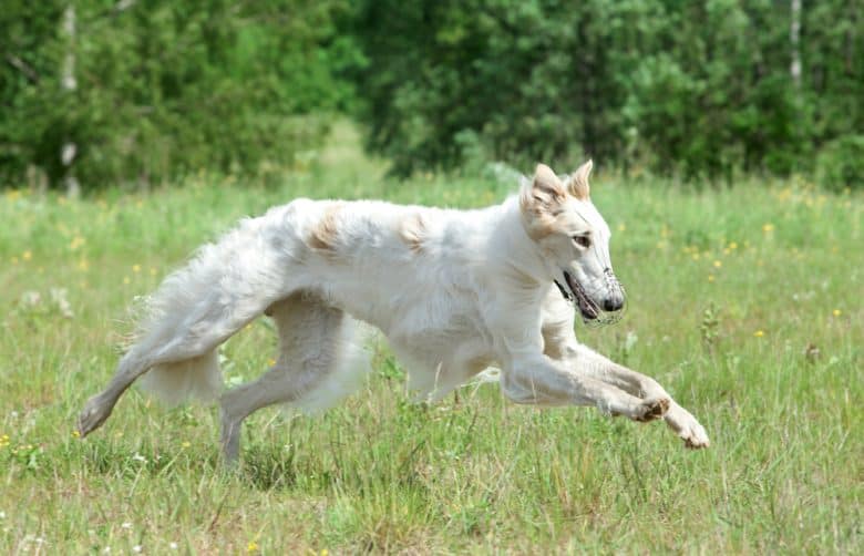 A running Borzoi outdoors