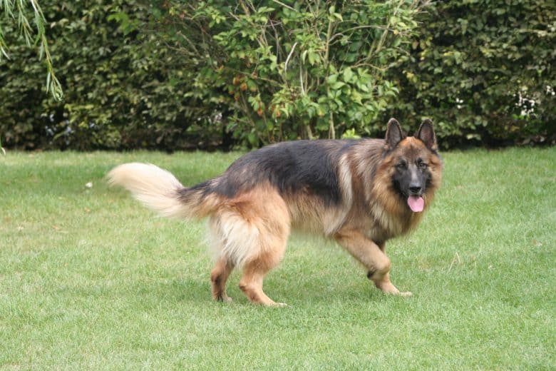 A running long-haired German Shepherd