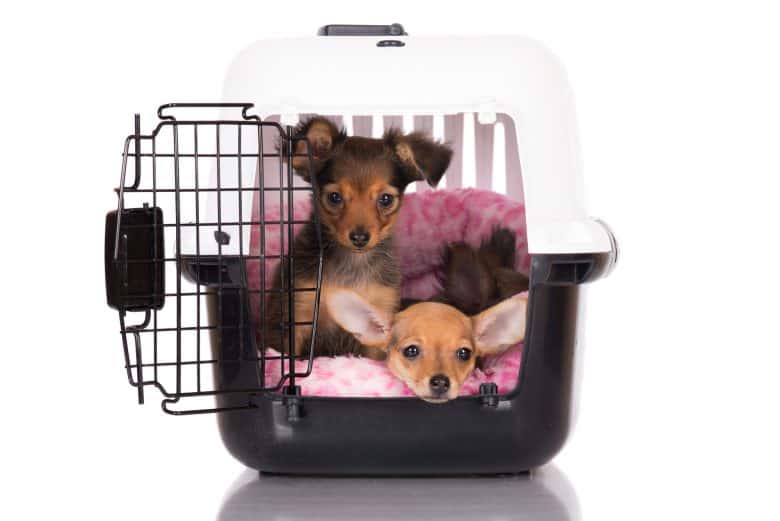 Russian Toy Terrier puppies inside the dog crate