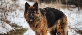 A Sable German Shepherd standing in the middle of a field with snow