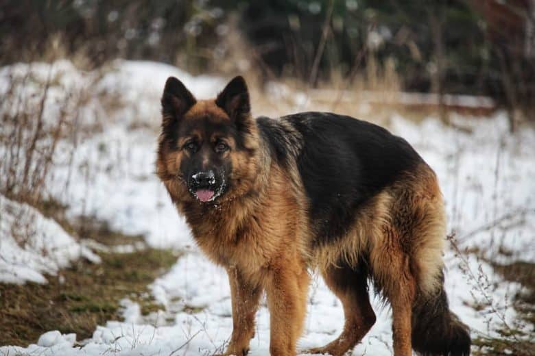 A Sable German Shepherd standing in the middle of a field with snow