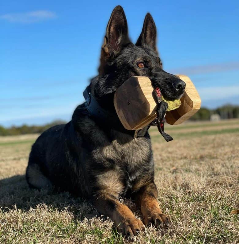 A Sable GSD biting a toy wood dumbbell while laying down