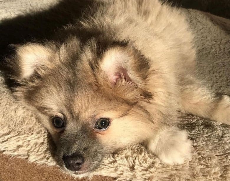Sable Pomeranian dog lying on the bed