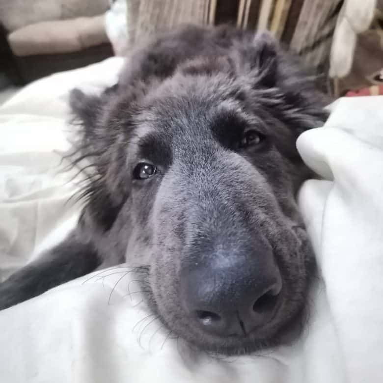 A sleepy and droopy eyed Blue GSD laying on bed looking sad