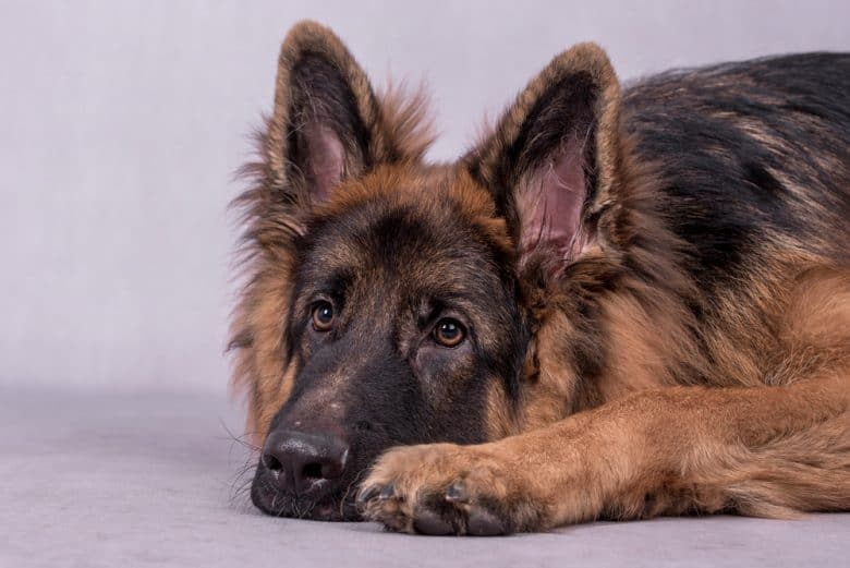 A sad long haired GSD laying down