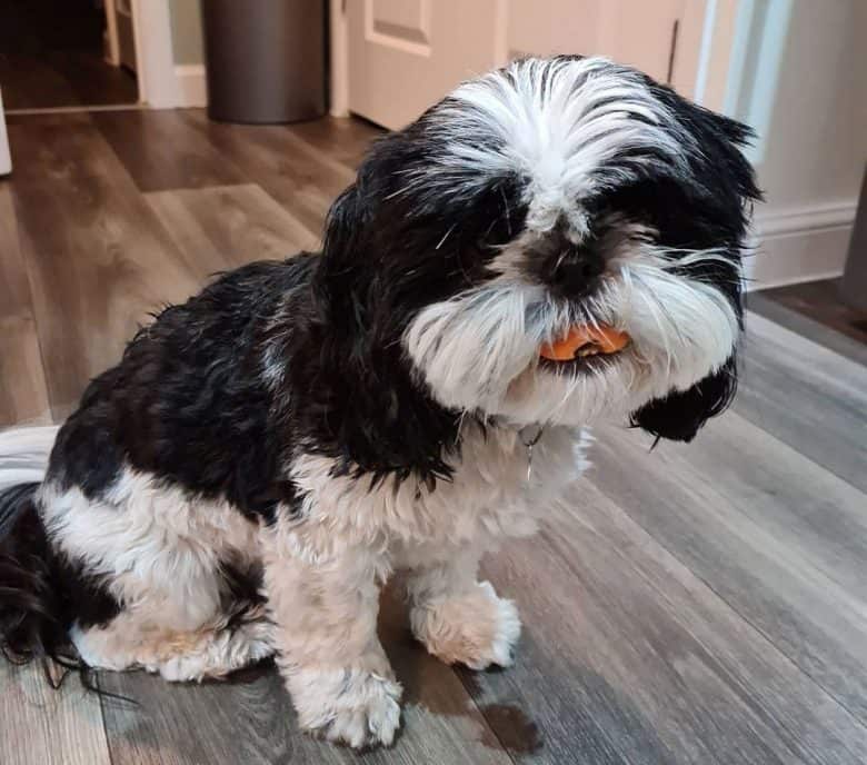 Saddle Shih Tzu dog eating a carrot