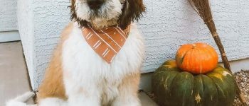 Saint Berdoodle and its scarf for autumn