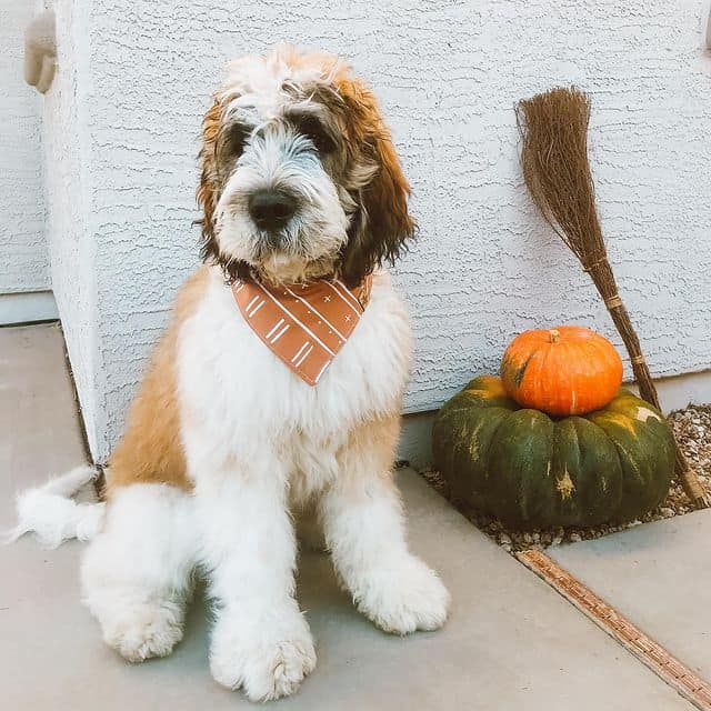 Saint Berdoodle wearing its scarf for autumn