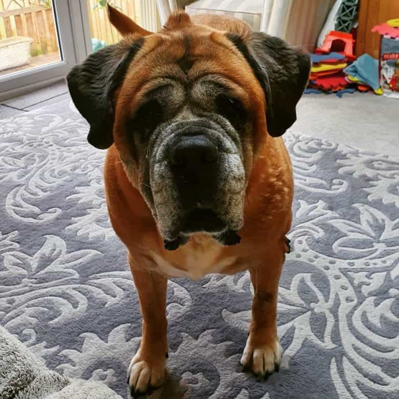 a Saint Bernard Bullmastiff mix looking directly at camera