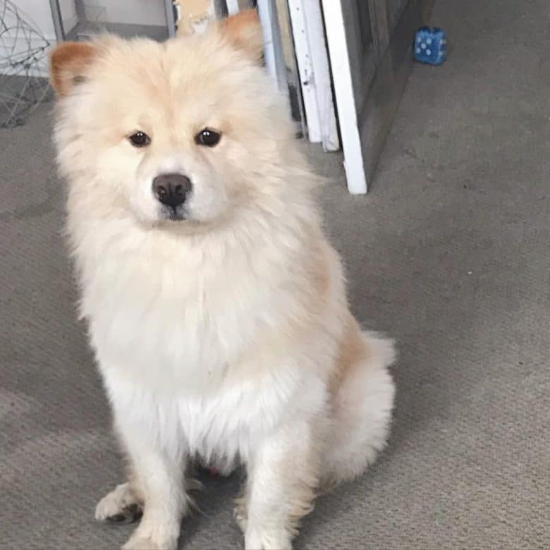 Samoyed Chow mix dog portrait