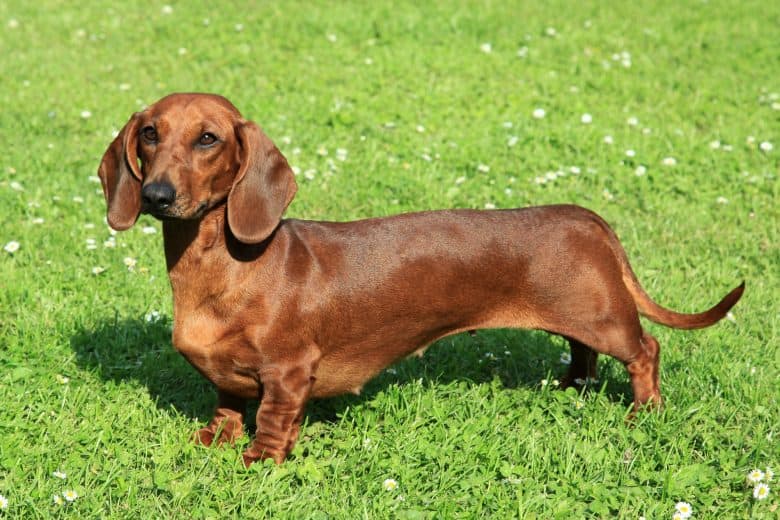 Dachshund dog standing on the grass