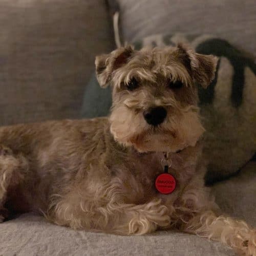 Schnauzer Mixes 30 Different Schnauzer Crossbreeds K9 