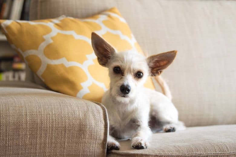 Schnauzer and Chihuahua mix dog