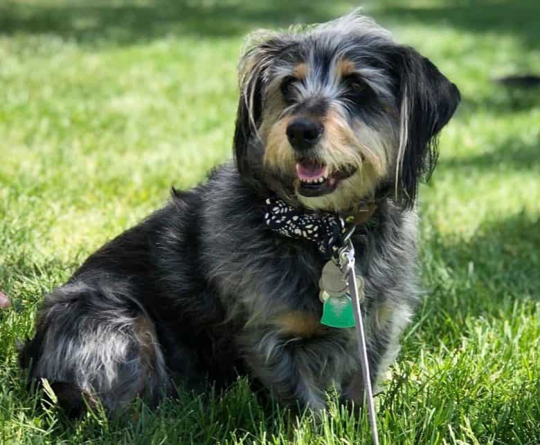 Schnauzer and Dachshund mix dog sitting on the grass