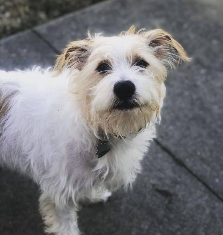 Schnauzer and English Bulldog mix dog