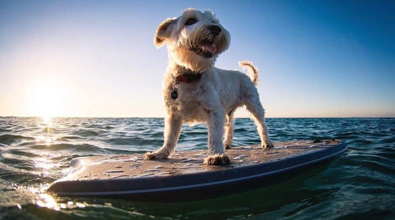 Schnauzer and Pug mix dog riding on a water board