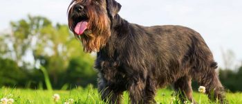 Schnauzer dog standing on the meadow