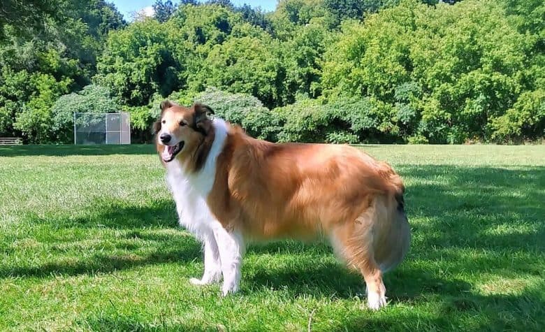 A Scotch Collie smiling while standing on grass