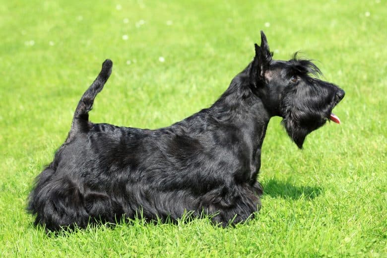 A Scotsman walking on grass while tongue is sticking out