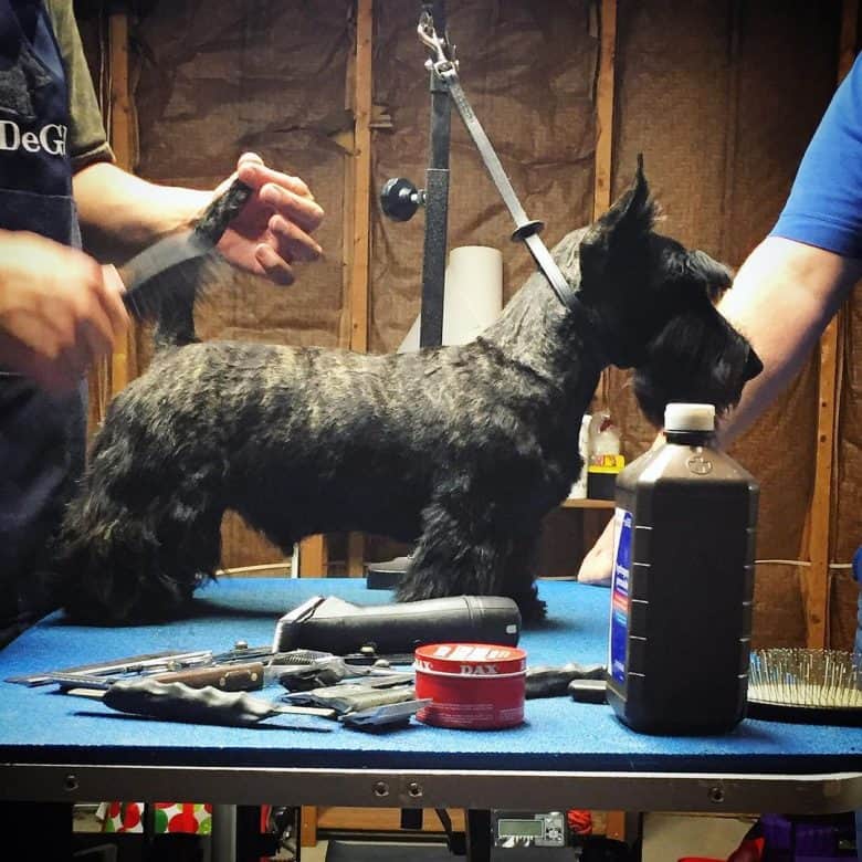 A Scottie dog being groomed