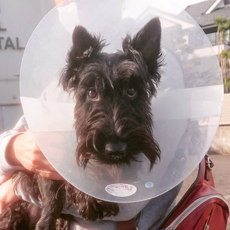 Scottish Terrier dog wearing a collar cone