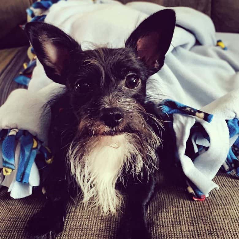 Scottish Terrier Chihuahua mix sitting