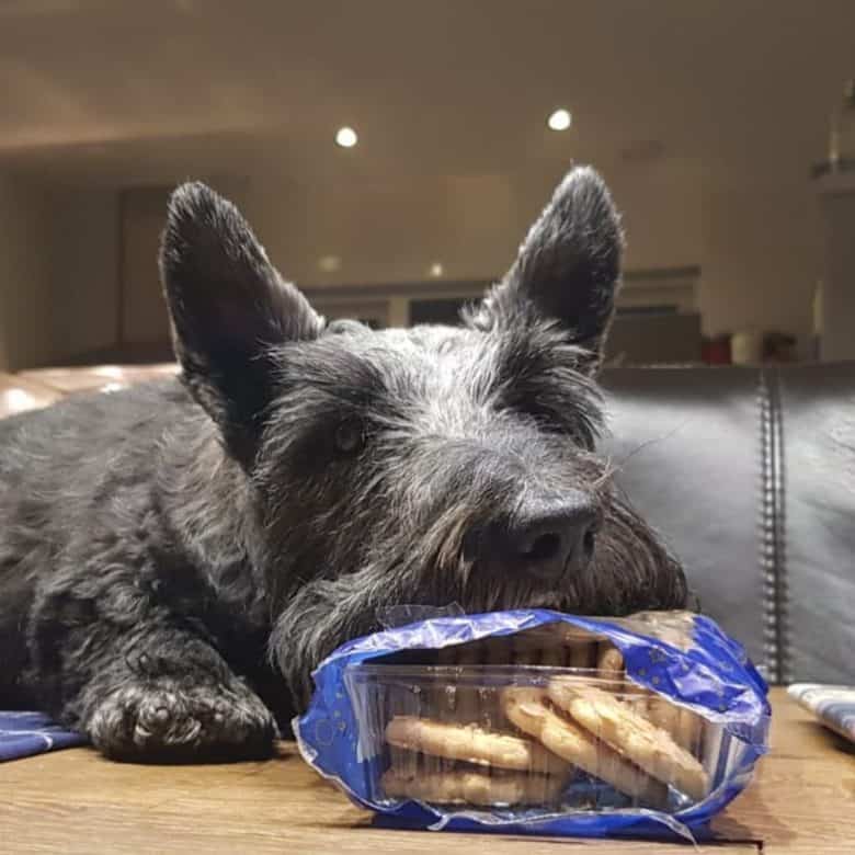 Scottish Terrier dog guarding its cookies