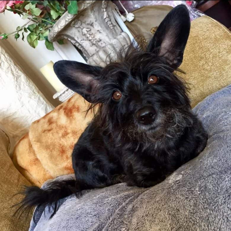 A Scottish Terrier Yorkie mix on a couch