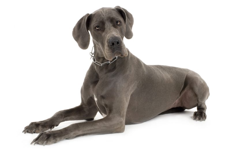 A serious gray Great Dane portrait