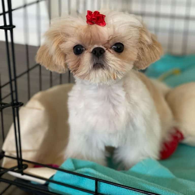 Everything You Should Know About The Courageous Teacup Shih Tzu K9 