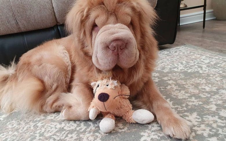 Shar Pei and Chow mix dog lying on the carpet