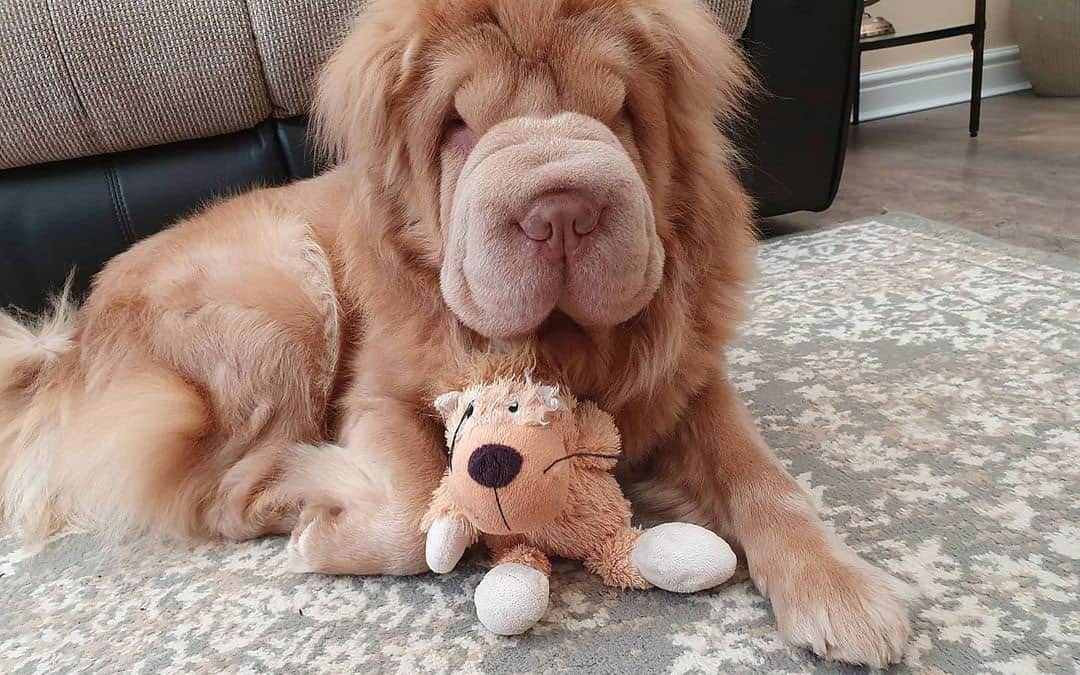 Chow Chow Mixes 25 Different Chow Crossbreeds K9 