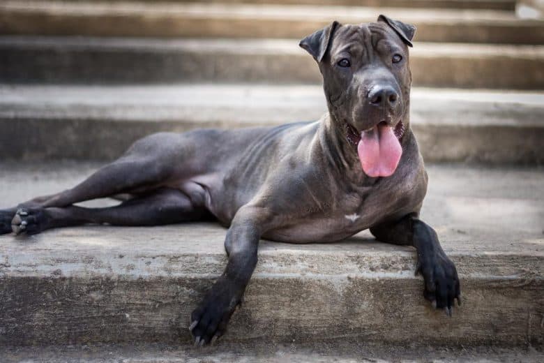 Shar Pei and Pit Bull mix dog lying on stairs