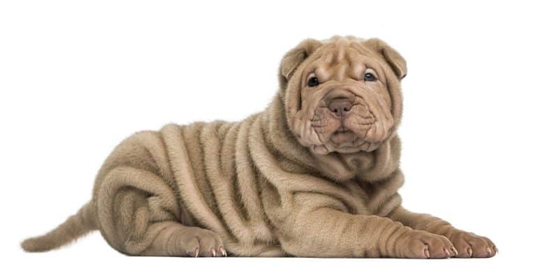 A portrait of Chinese Shar Pei puppy laying side view